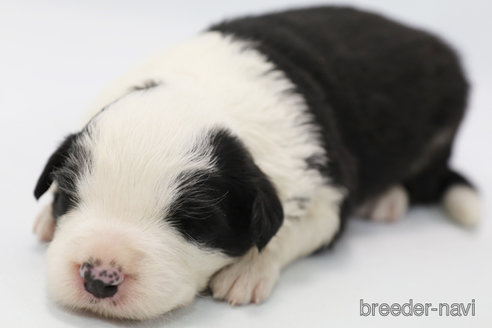 成約済の神奈川県のボーダーコリー-304591の8枚目